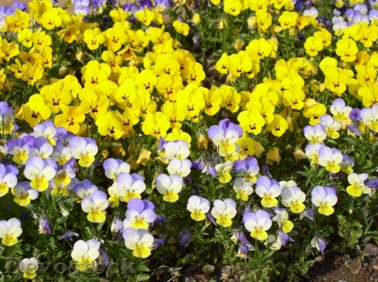 Devostock Spring flowers  (353)