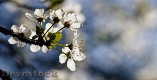 Devostock Spring flowers  (356)