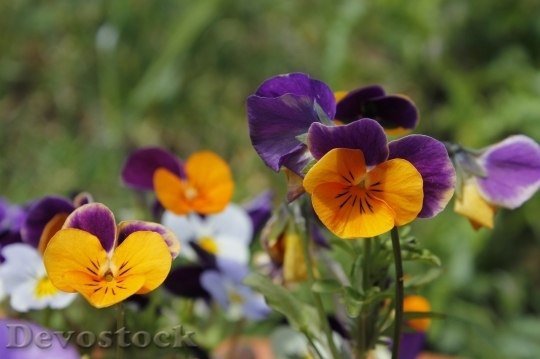 Devostock Spring flowers  (357)