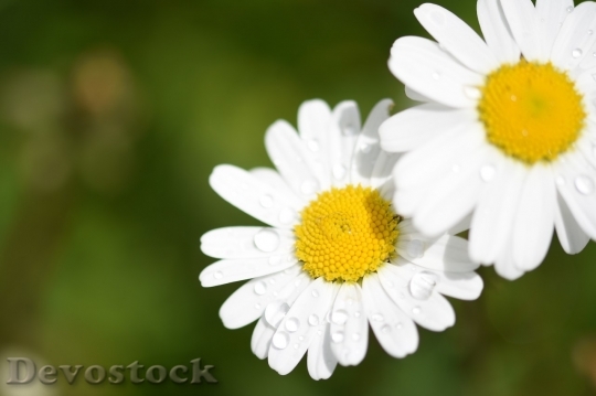 Devostock Spring flowers  (359)