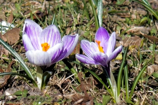 Devostock Spring flowers  (362)