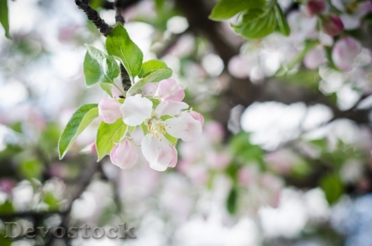 Devostock Spring flowers  (366)