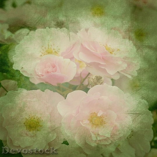 Devostock Spring flowers  (369)