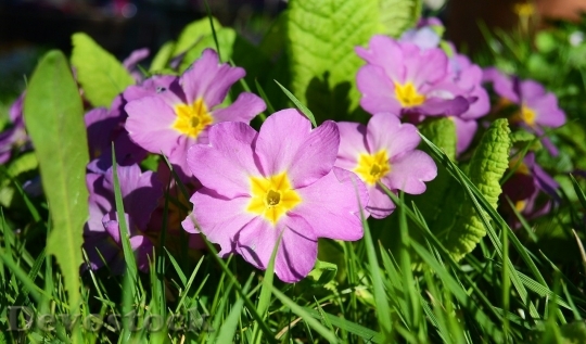 Devostock Spring flowers  (372)