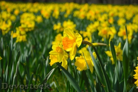 Devostock Spring flowers  (377)