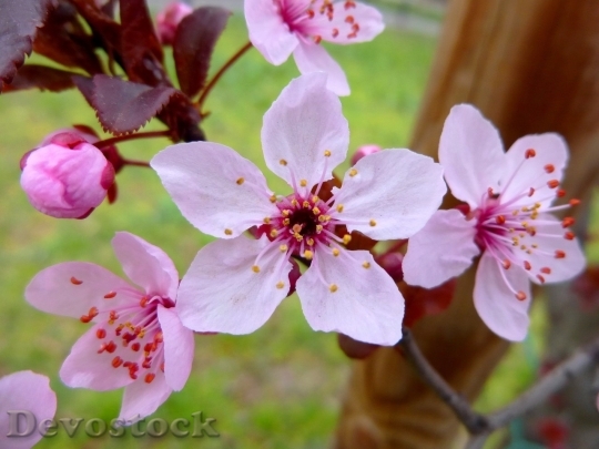 Devostock Spring flowers  (381)