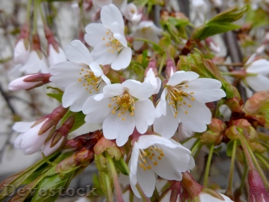 Devostock Spring flowers  (382)
