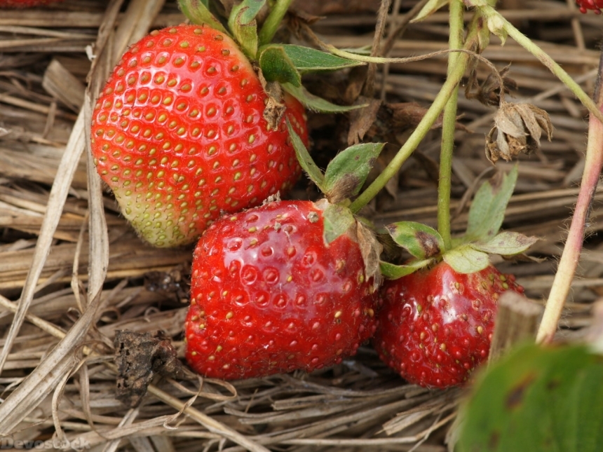Devostock strawberries-dsc01770-g1
