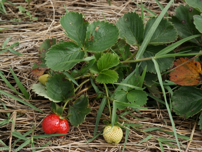 Devostock strawberryplant-dsc01746-g1-wp