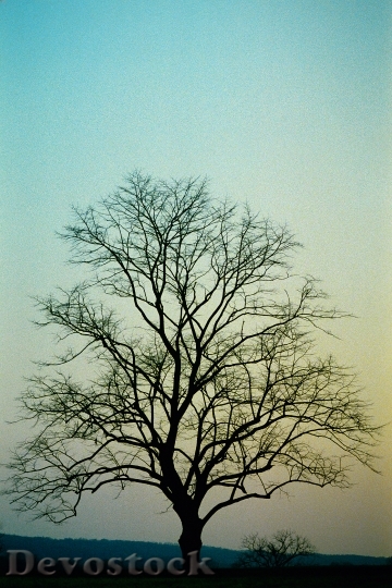 Devostock Sunset Tree