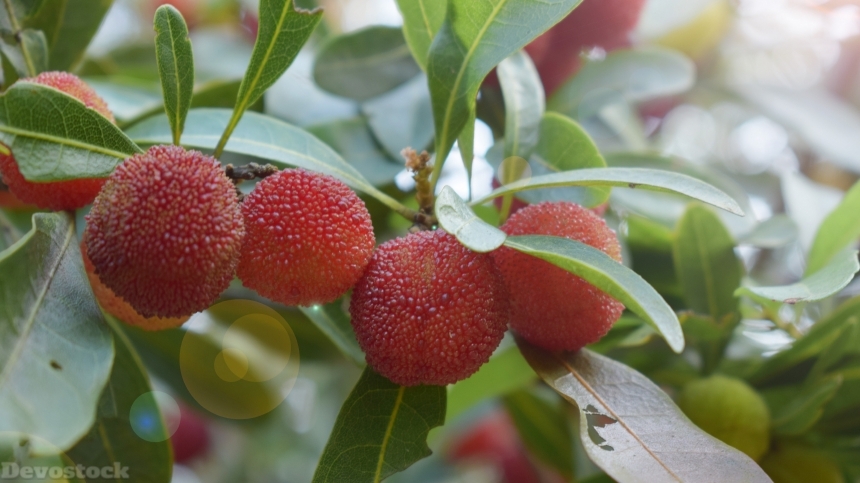 Devostock Sweet and sour fruit bayberry  (10)