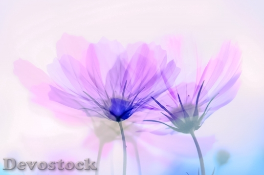 Devostock synthesization of multiple photos into one piece in artful and colorful way  (79)