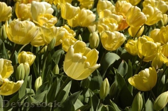 Devostock Tulip beautiful  (1)