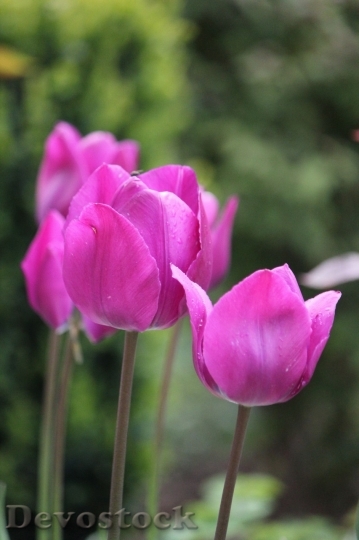 Devostock Tulip beautiful  (102)