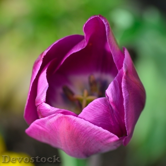Devostock Tulip beautiful  (104)