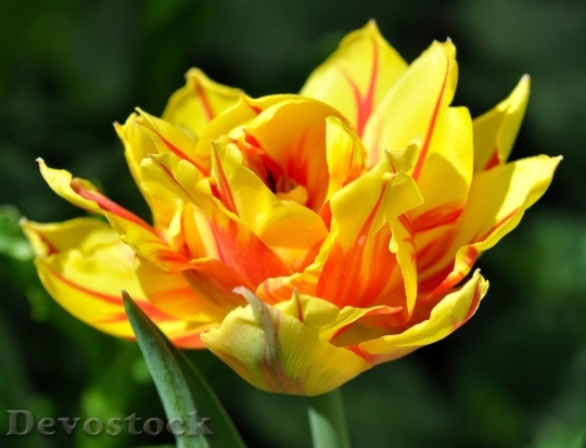 Devostock Tulip beautiful  (109)