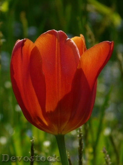 Devostock Tulip beautiful  (11)