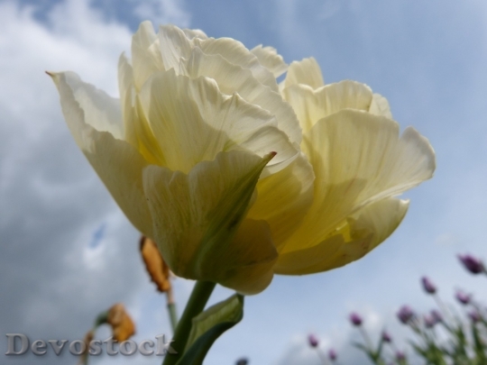Devostock Tulip beautiful  (113)