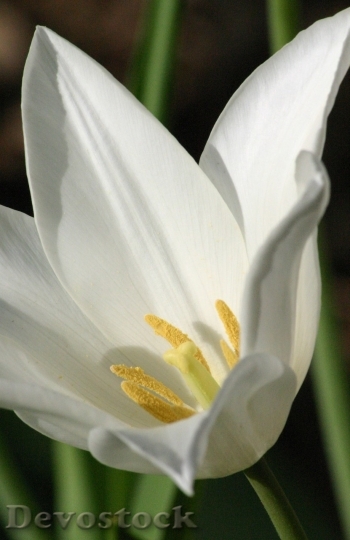 Devostock Tulip beautiful  (118)