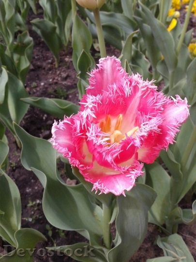 Devostock Tulip beautiful  (119)