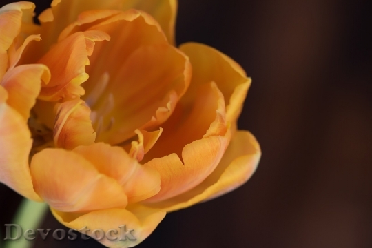 Devostock Tulip beautiful  (125)