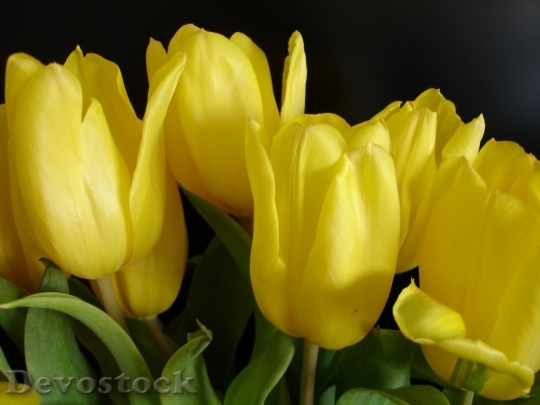 Devostock Tulip beautiful  (126)