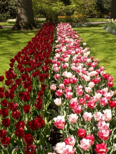Devostock Tulip beautiful  (136)