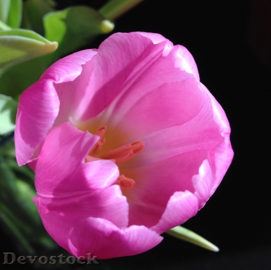 Devostock Tulip beautiful  (139)