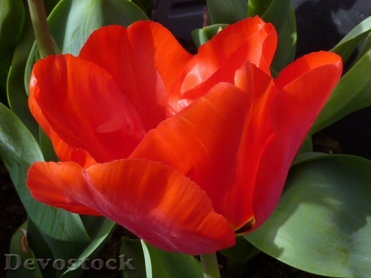 Devostock Tulip beautiful  (14)
