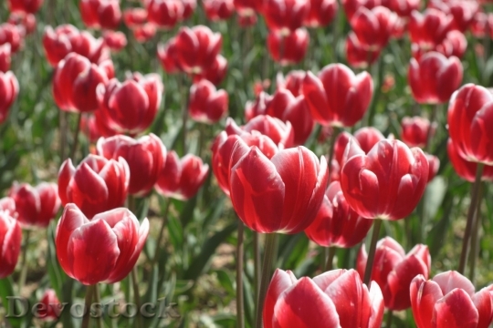Devostock Tulip beautiful  (142)