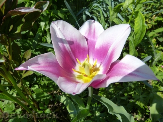 Devostock Tulip beautiful  (148)