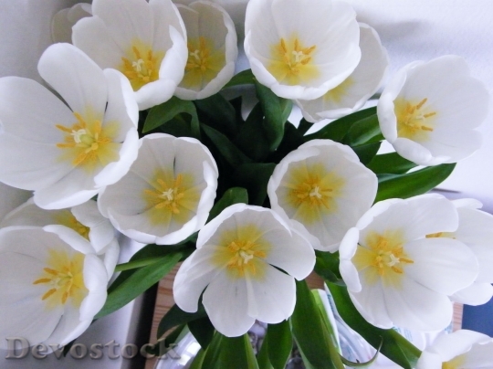 Devostock Tulip beautiful  (149)