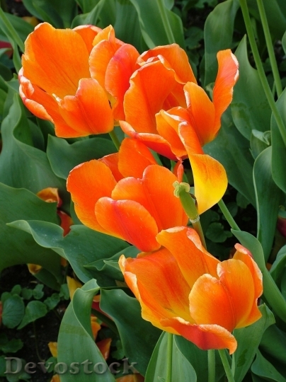 Devostock Tulip beautiful  (150)