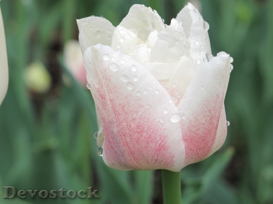 Devostock Tulip beautiful  (151)