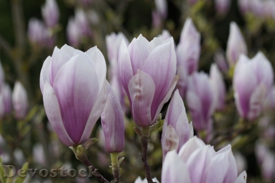 Devostock Tulip beautiful  (159)