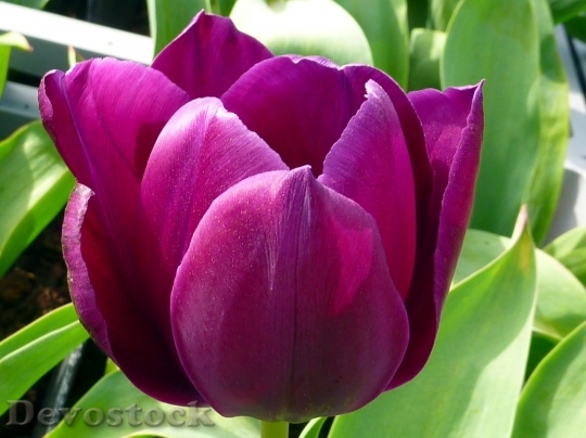 Devostock Tulip beautiful  (16)