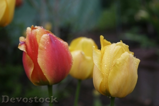 Devostock Tulip beautiful  (160)