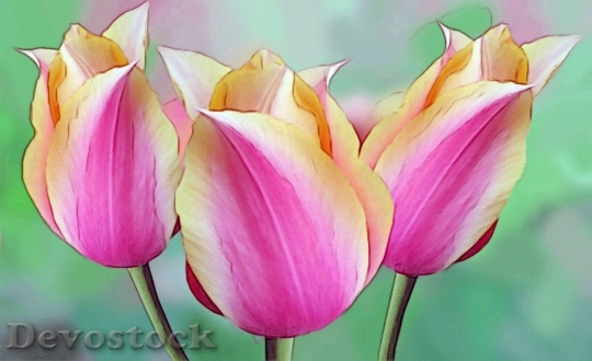 Devostock Tulip beautiful  (161)