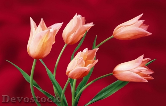 Devostock Tulip beautiful  (162)