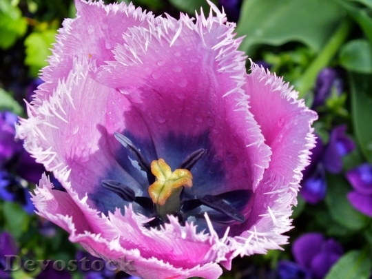 Devostock Tulip beautiful  (163)