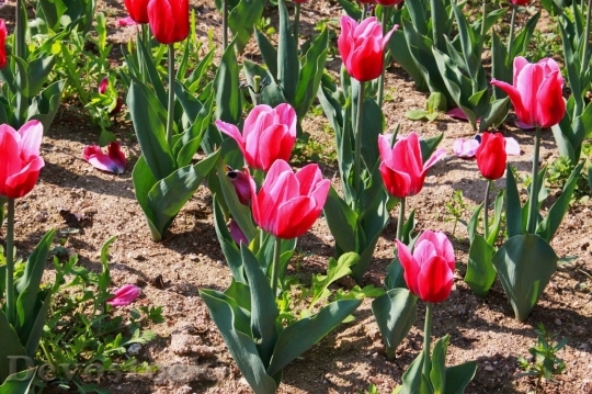 Devostock Tulip beautiful  (165)