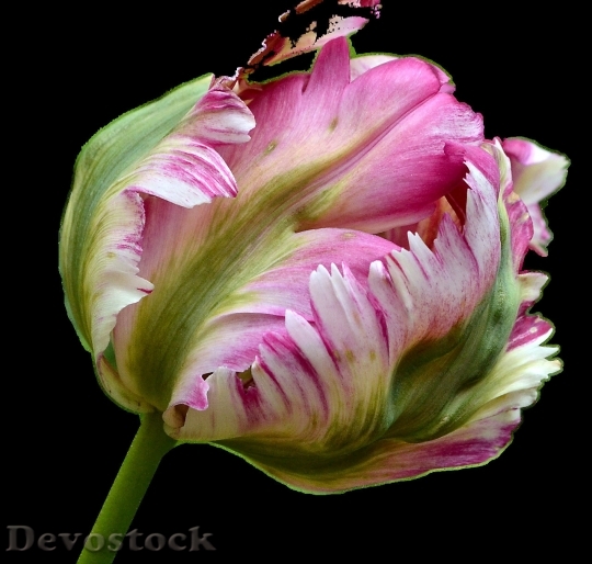 Devostock Tulip beautiful  (166)