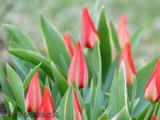 Devostock Tulip beautiful  (167)