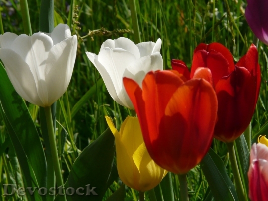 Devostock Tulip beautiful  (17)