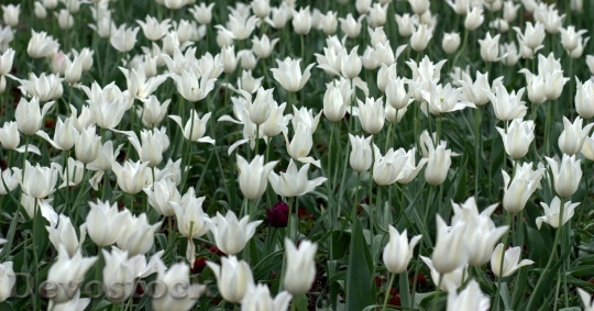 Devostock Tulip beautiful  (172)