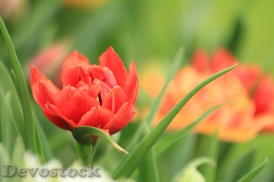 Devostock Tulip beautiful  (176)