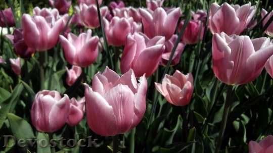 Devostock Tulip beautiful  (177)
