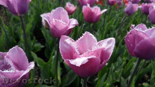 Devostock Tulip beautiful  (179)