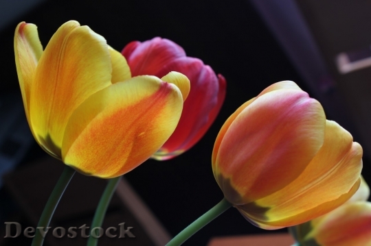 Devostock Tulip beautiful  (18)