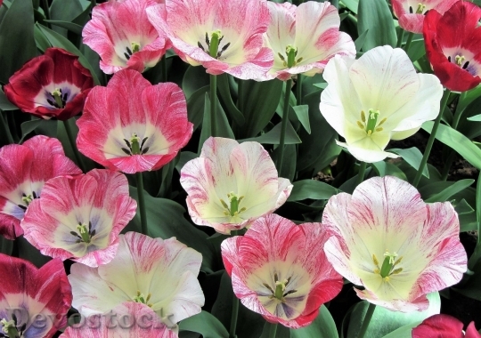 Devostock Tulip beautiful  (182)